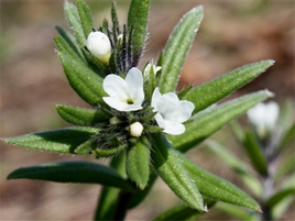 If we do not have a picture for this weed, or you can provide a better picture (scan, digital camera etc) please please e-mail it to us.