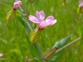 If we do not have a picture for this weed, or you can provide a better picture (scan, digital camera etc) please please e-mail it to us.