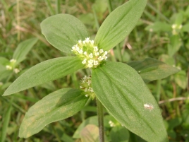 If we do not have a picture for this weed, or you can provide a better picture (scan, digital camera etc) please please e-mail it to us.